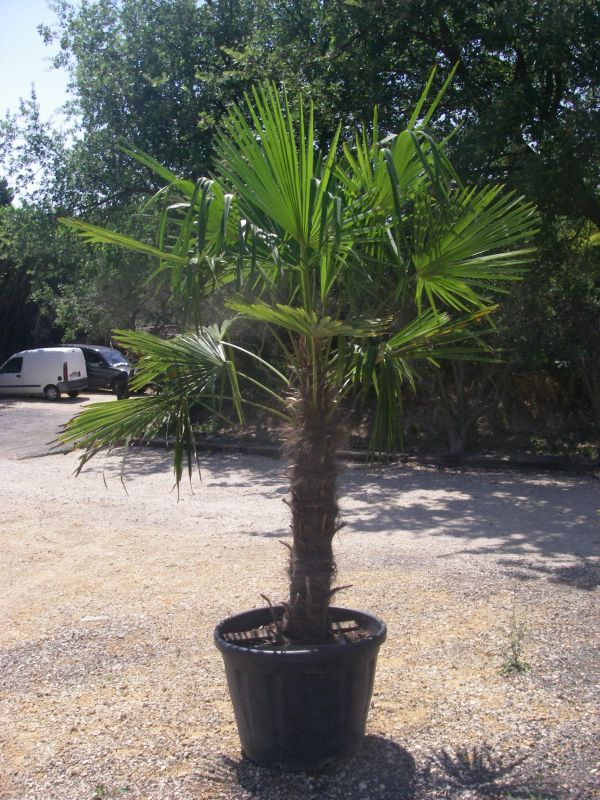 Palmier chamaerops excelsa ou Trachycarpus fortunei
